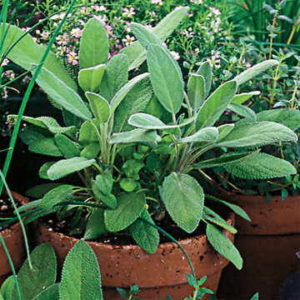 Herb garden, Sow sage seeds to grow them indoors in spring