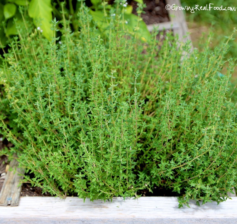 Herb garden, Hyme can be grown indoors by planting a soft tip cut from main plant