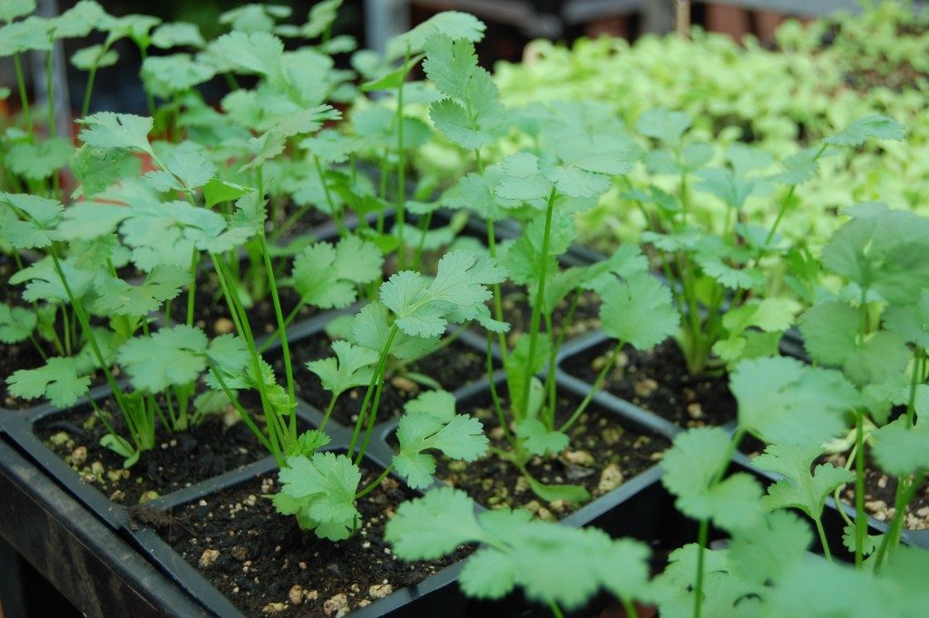 Herb garden, Coriander can be easily grown at home 