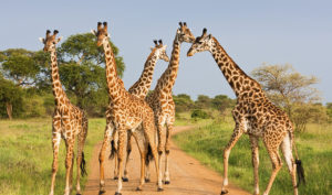 Giraffes