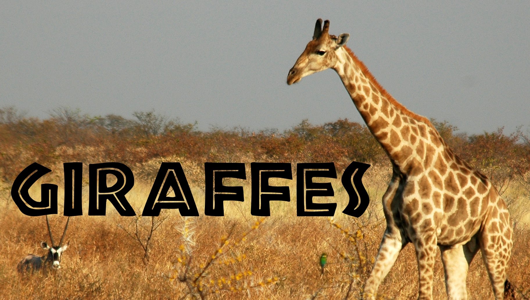 Giraffes