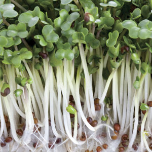 Sprouts