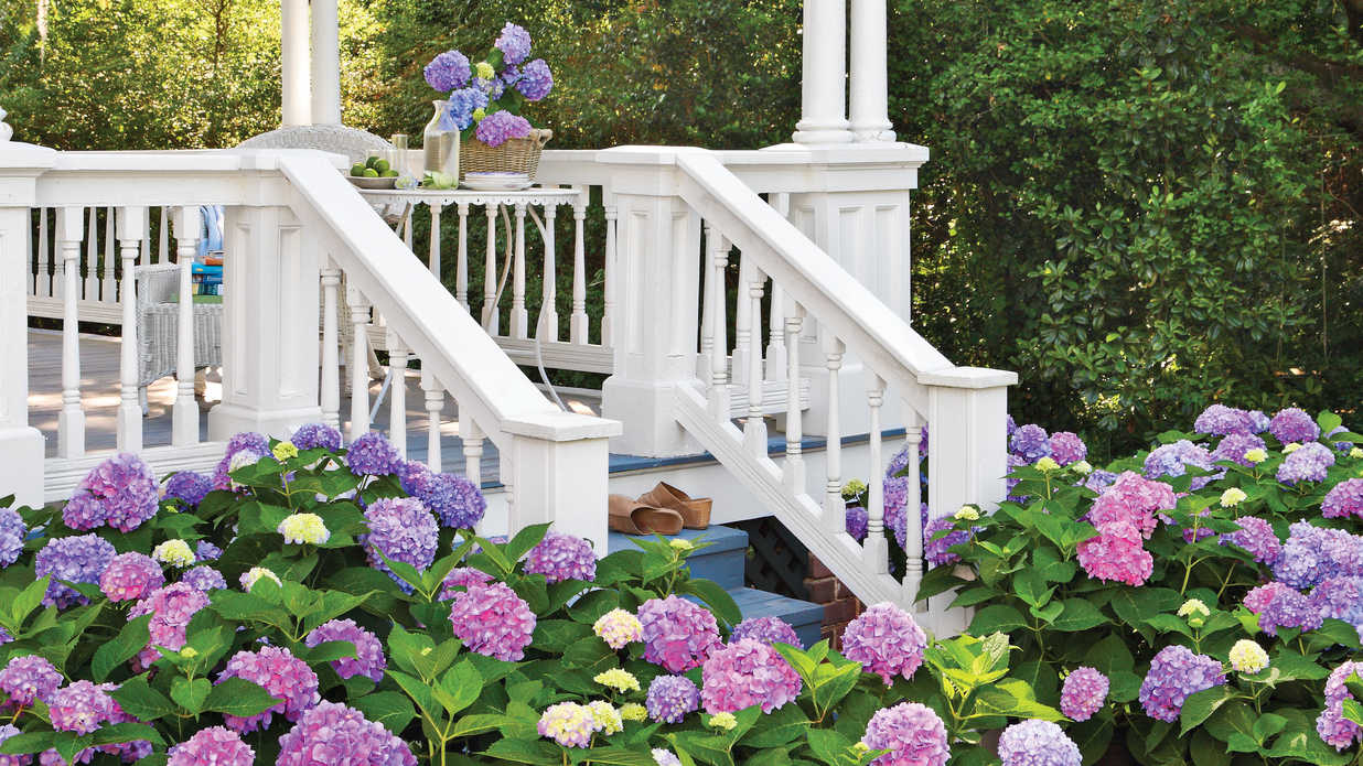 Hydrangea, Porch