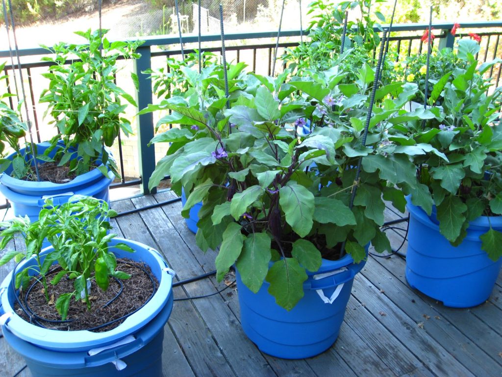 Vegetable Garden