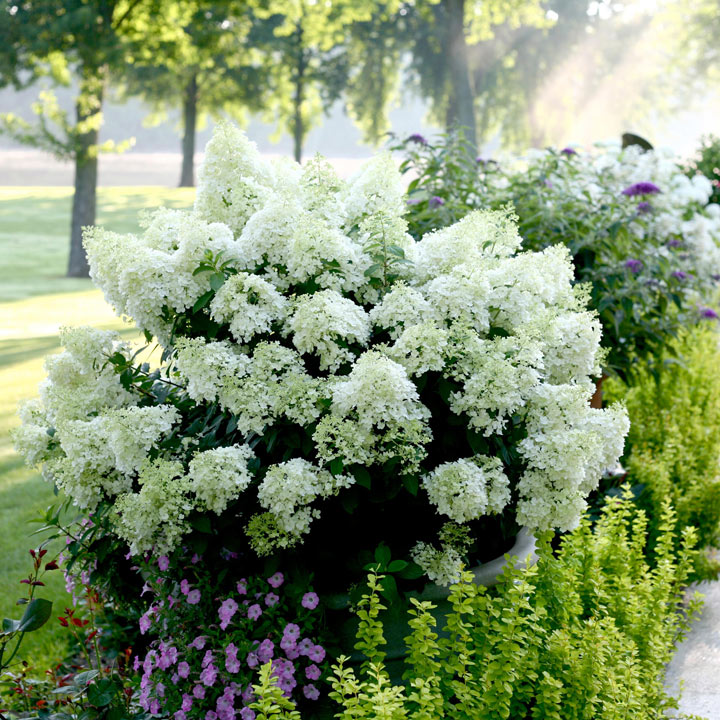 Hydrangea Paniculata Plant