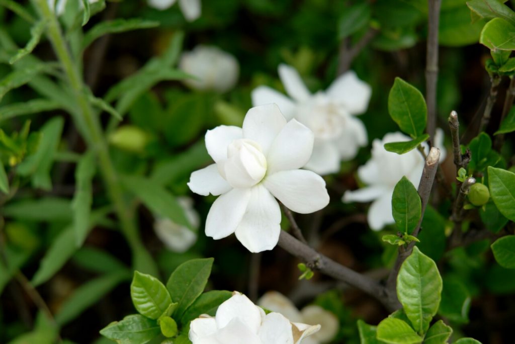 Gardenia Flowers