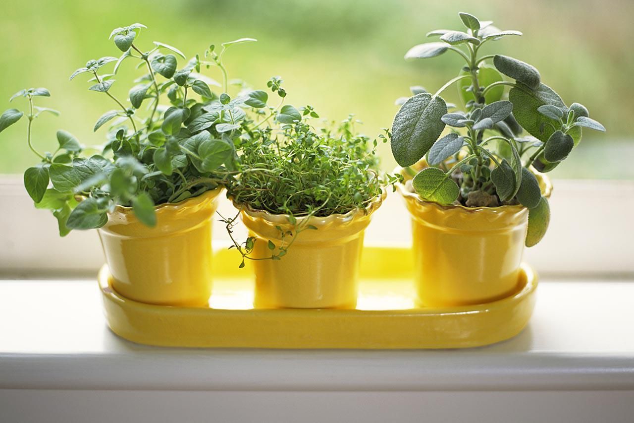 Leisure time - Indoor Gardening