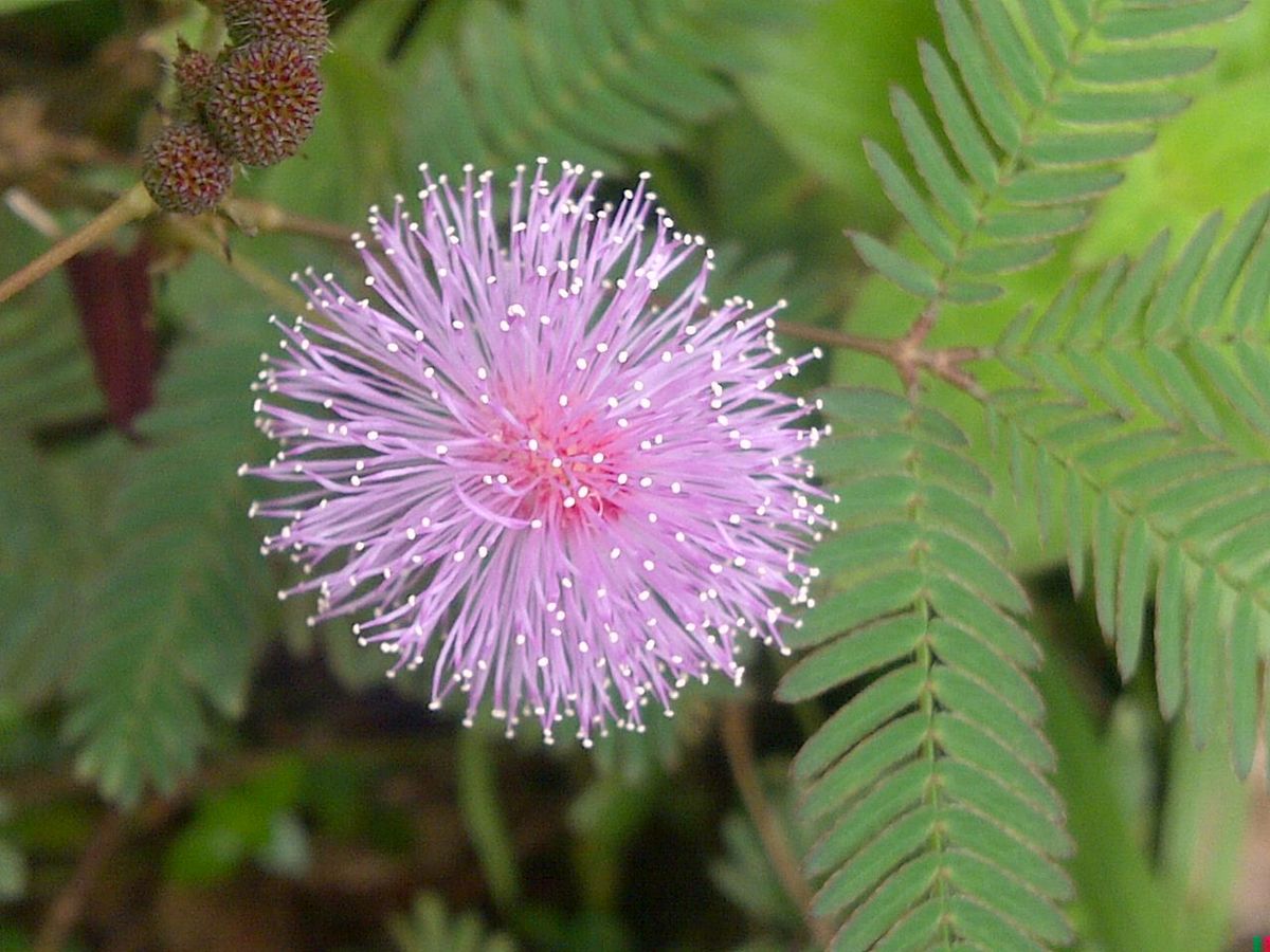 Strange Plants