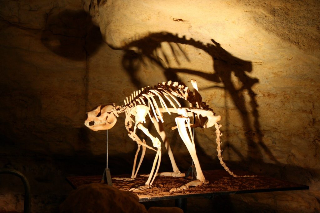 Naracoorte Caves