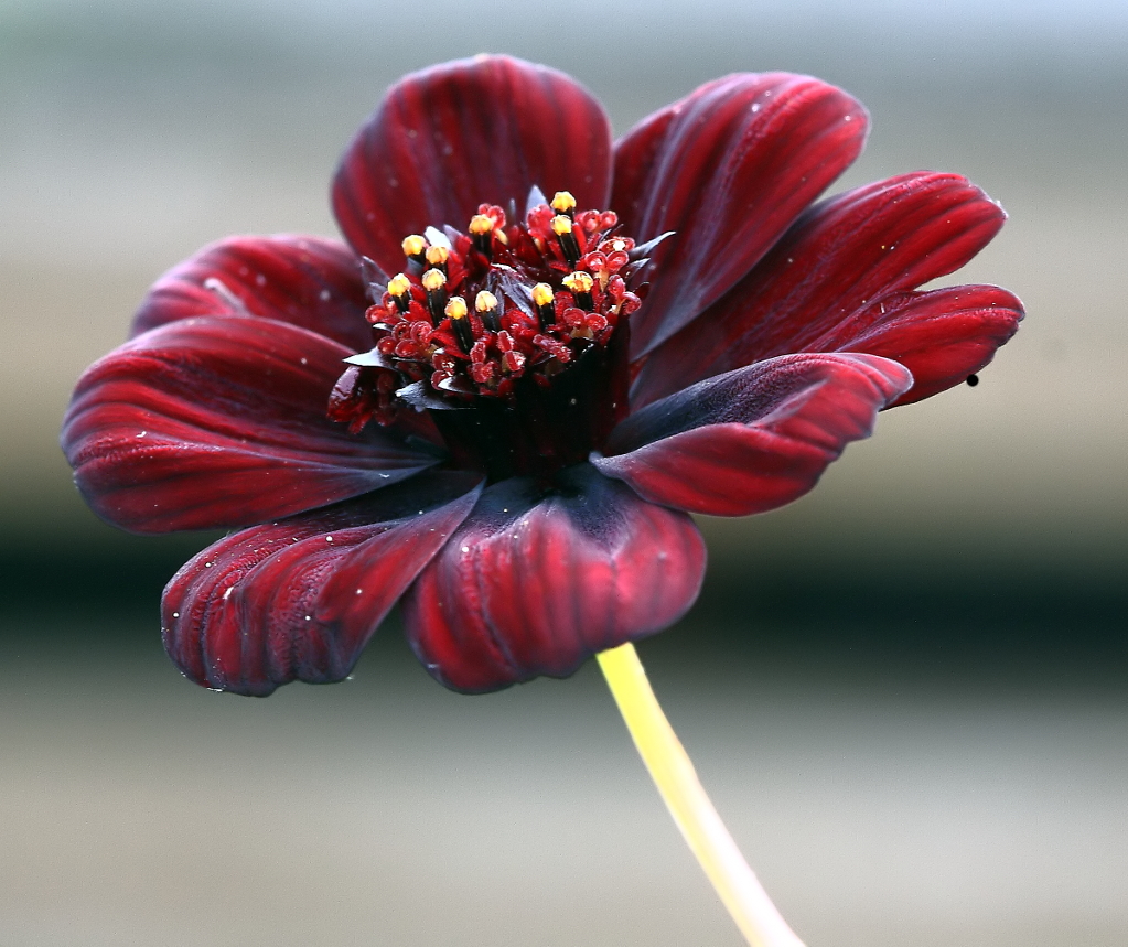 Chocolate Cosmos Flowers