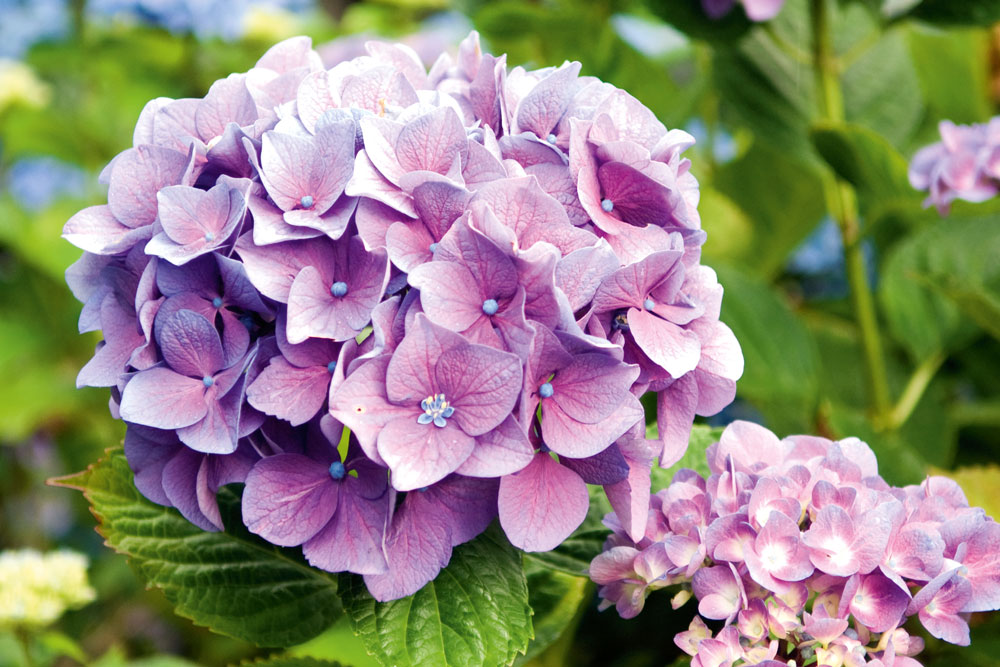 hydrangea