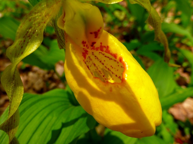 Yellow Lady Slipper