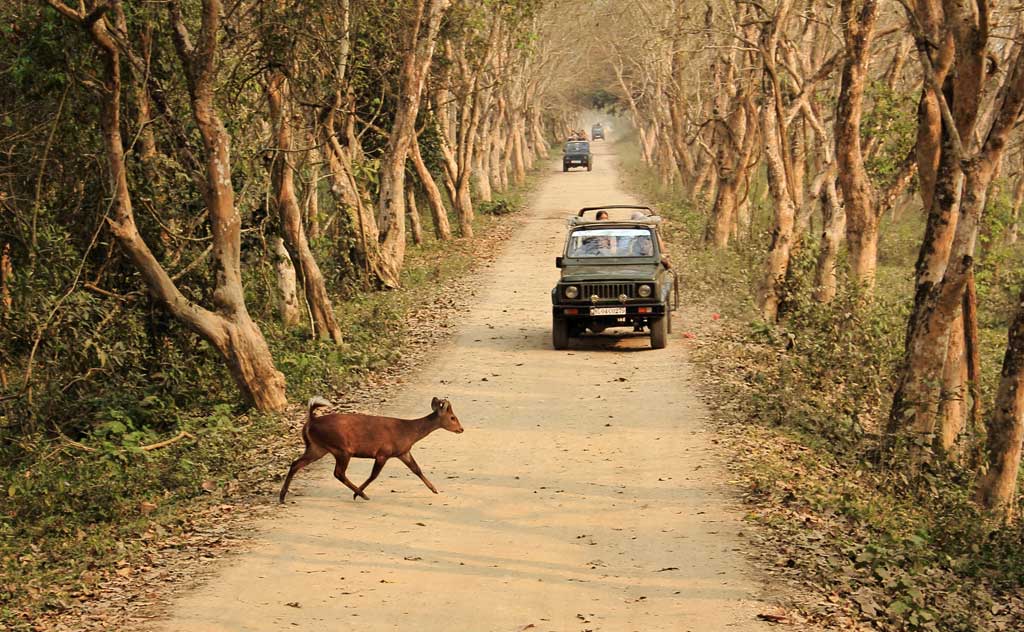 Jungle Safari, Meghalaya