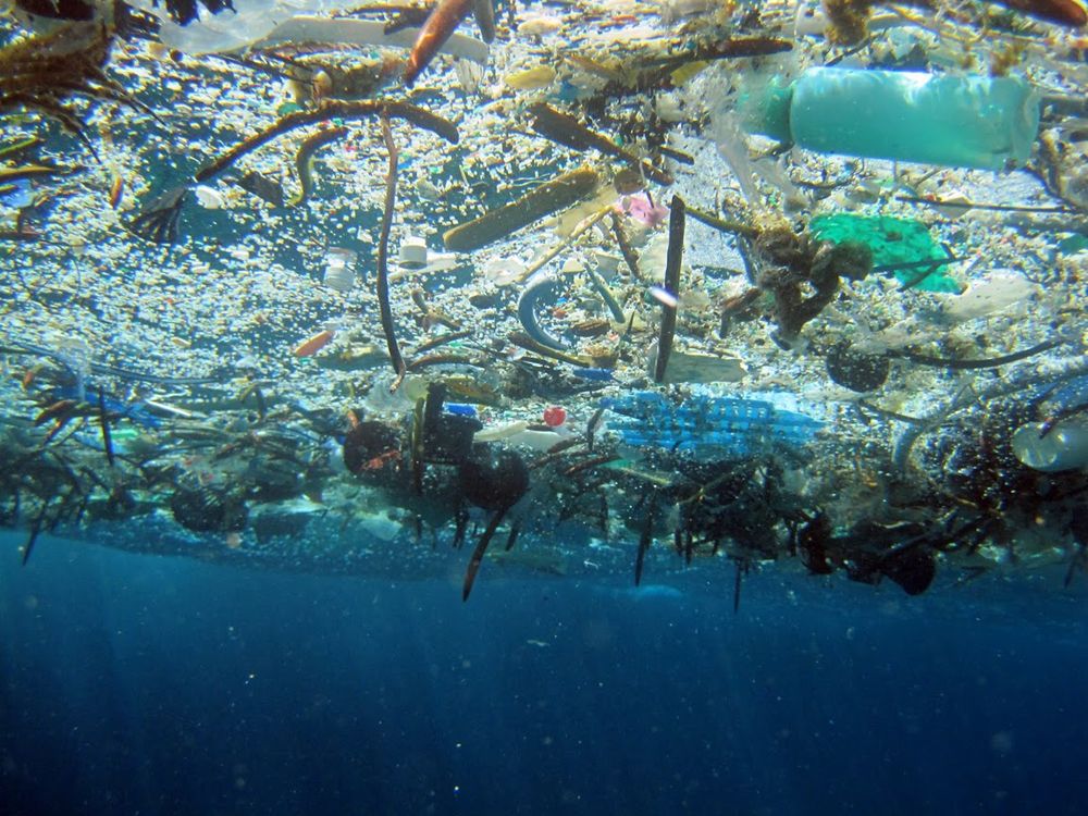 Plastic Eating Microbes