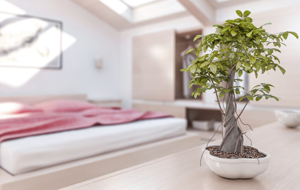 Indoor Plants Help You Sleep Better
