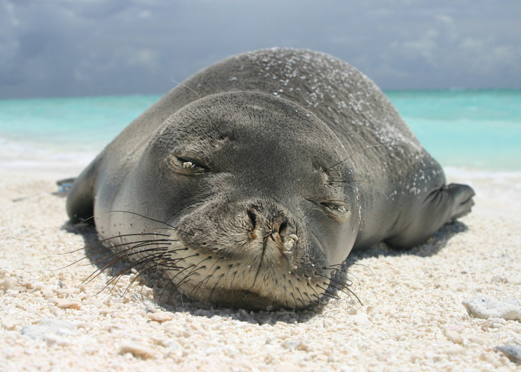 The Hawaiian Islands, USA world's best island for wildlife