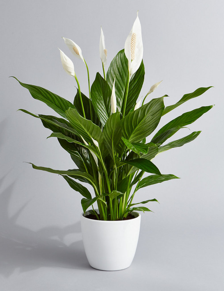 peace lily Indoor Plant help you sleep better at night