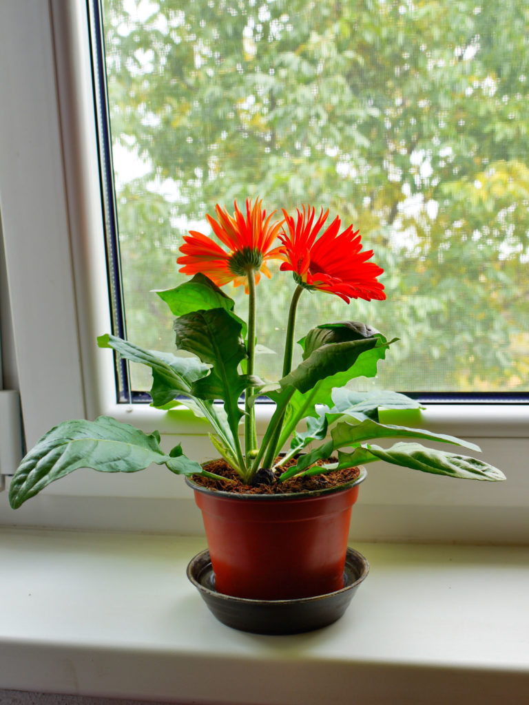 Gerbera Daisy home interior plant