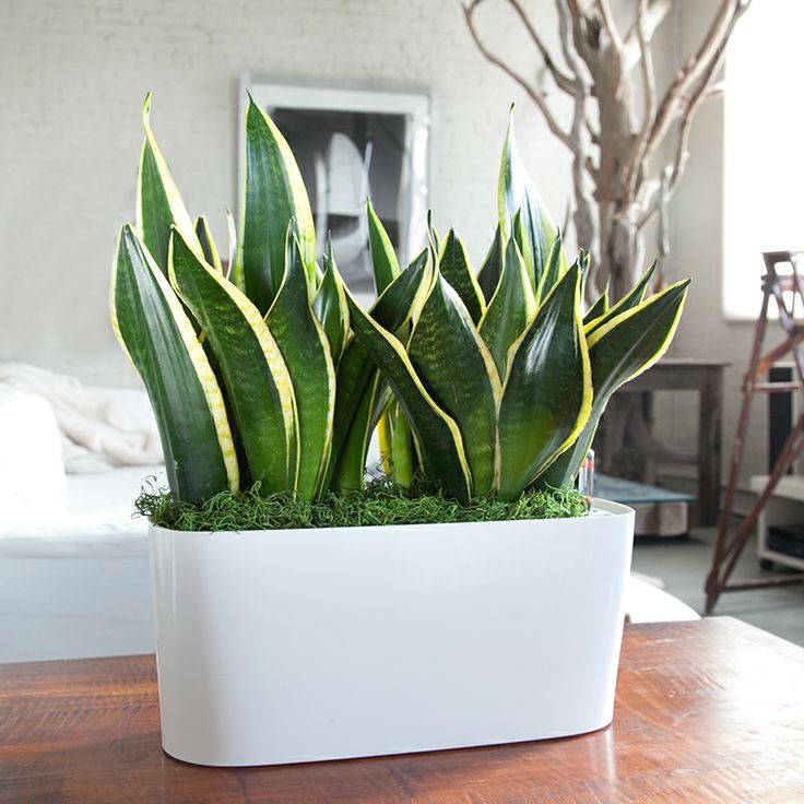 Snake plant for indoor use