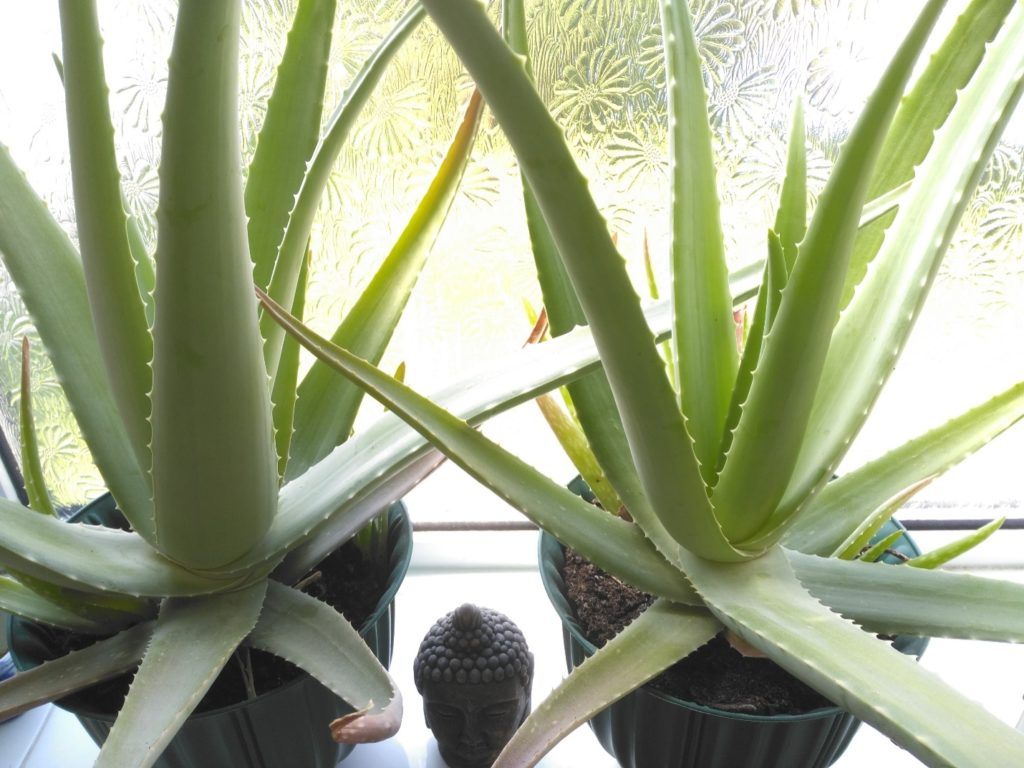 Aloe Vera home interior plant to sleep better