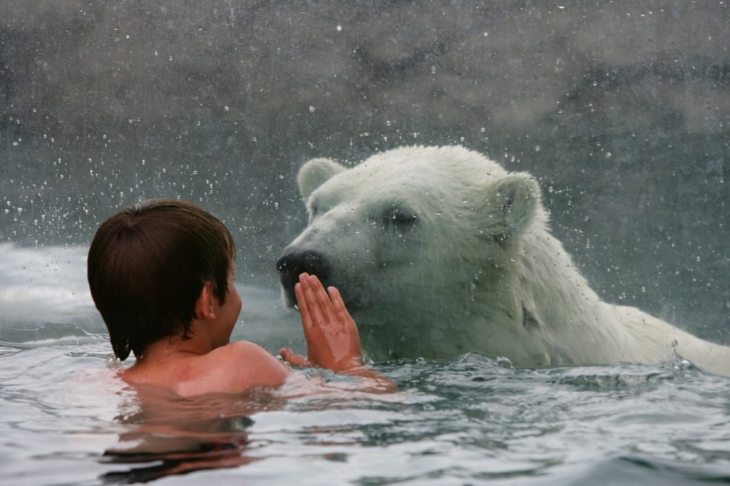 Polar Bear Habitat in Cochrane, Ontario, Best place in Canada for Holidays