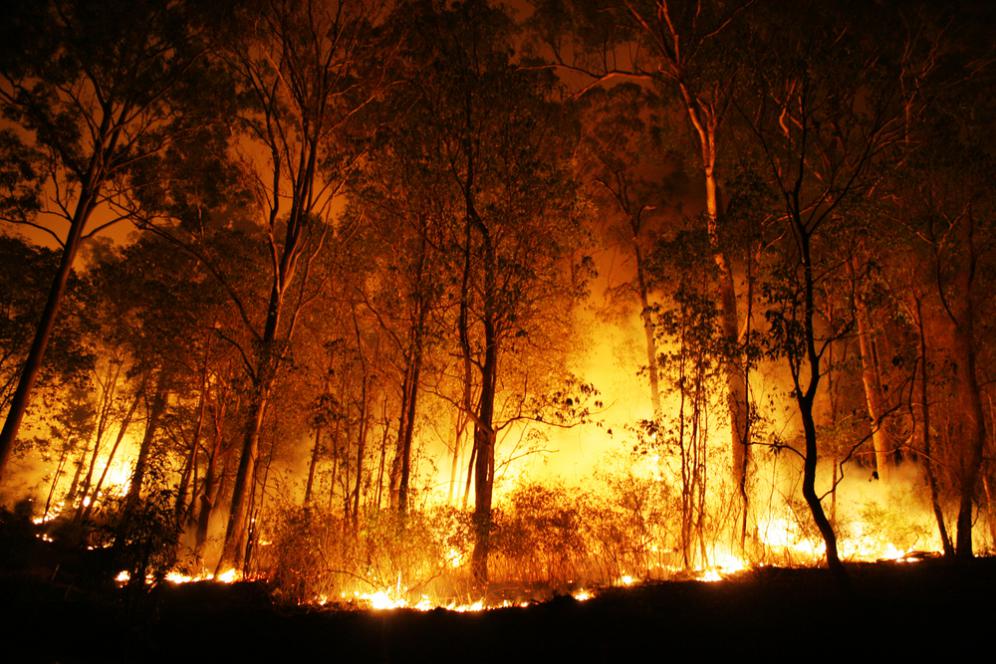 wildfires also leads to global warming and climate change