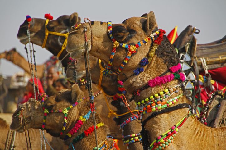 Indian Festivals In January